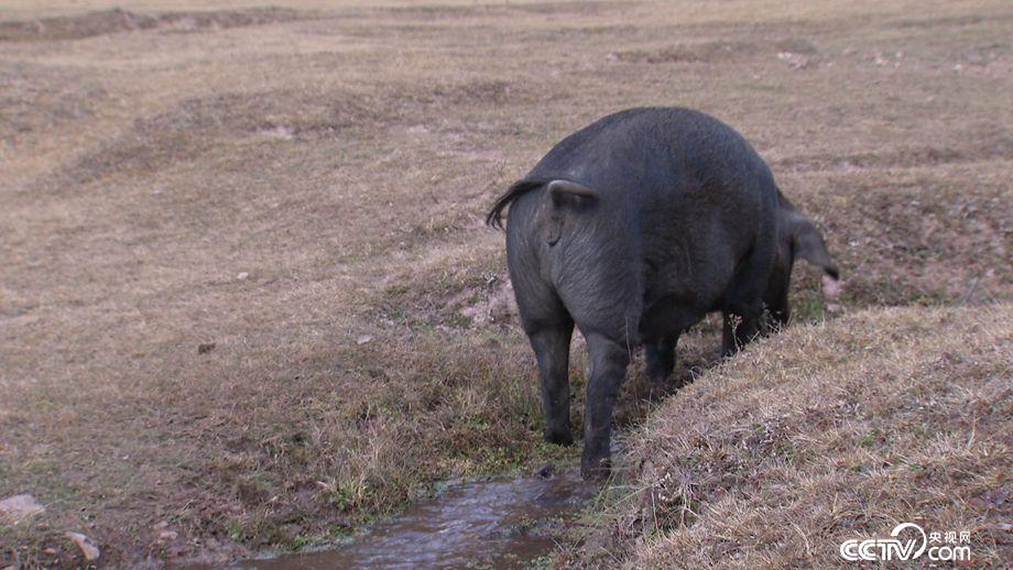 娇滴滴的姑娘 搓出来的财富