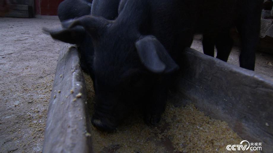 娇滴滴的姑娘 搓出来的财富