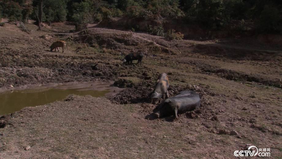 娇滴滴的姑娘 搓出来的财富