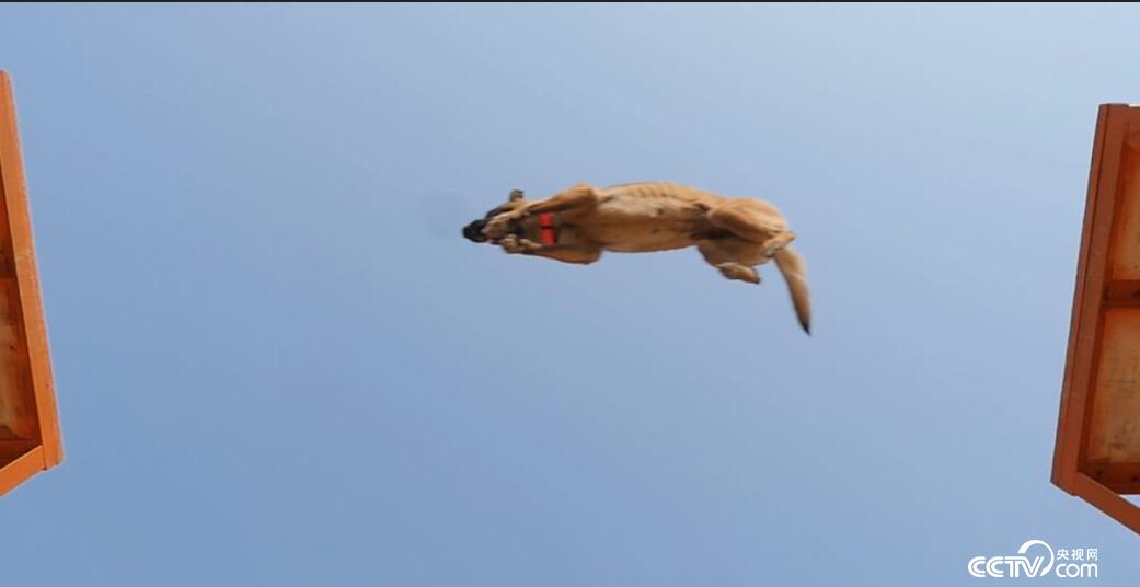 凌空跃