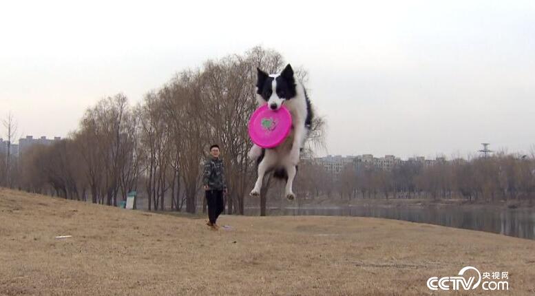 叼飞盘