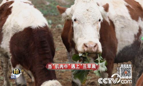 食尚大转盘:当“肌肉牛”遇上“丑苹果” 3月4日