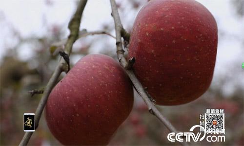 食尚大转盘:当“肌肉牛”遇上“丑苹果” 3月4日