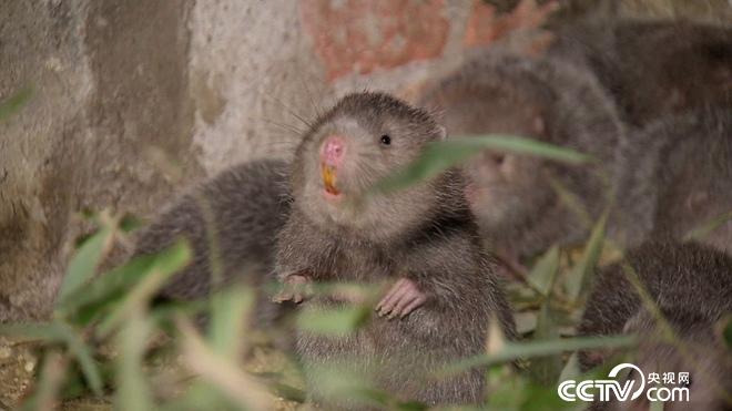 致富经:六畜兴旺贺新年-神奇动物招财忙