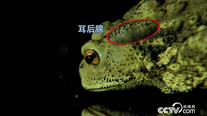 致富经:六畜兴旺贺新年-神奇动物招财忙