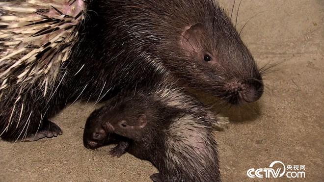 致富经:六畜兴旺贺新年-神奇动物招财忙