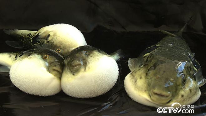 致富经:六畜兴旺贺新年-神奇动物招财忙