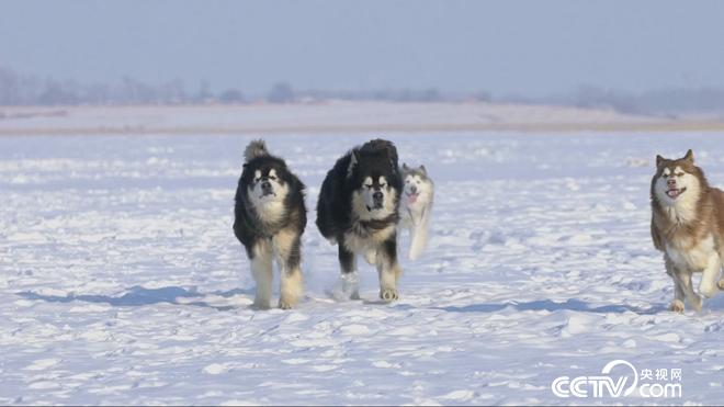 致富经:六畜兴旺贺新年-神奇动物招财忙