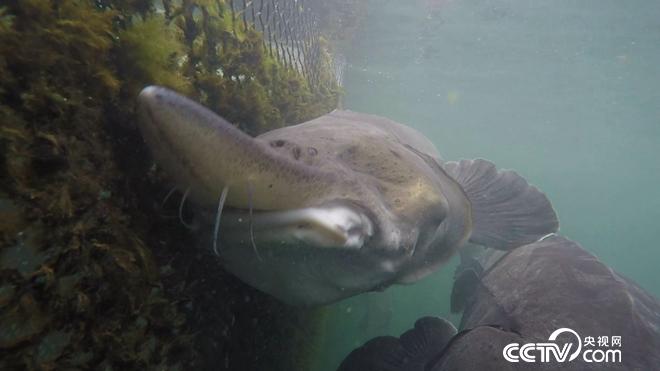 致富经:六畜兴旺贺新年-神奇动物招财忙