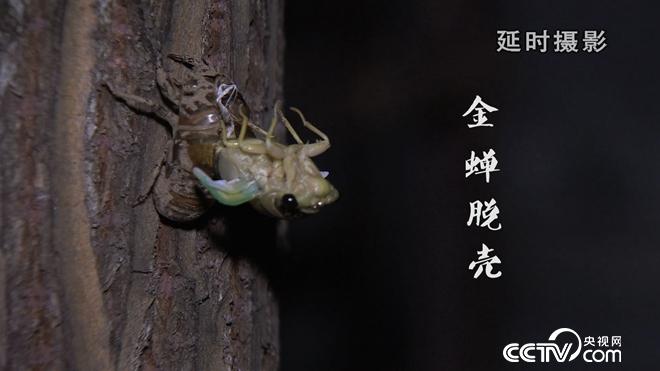 致富经:六畜兴旺贺新年-神奇动物招财忙