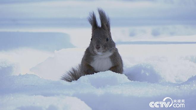 致富经:六畜兴旺贺新年-神奇动物招财忙
