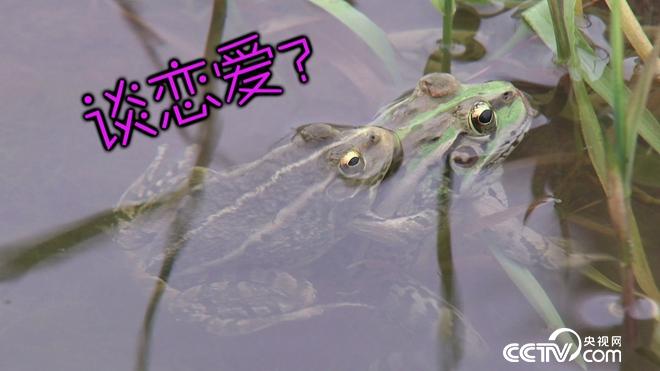 致富经:六畜兴旺贺新年-神奇动物招财忙