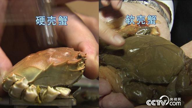 致富经:六畜兴旺贺新年-神奇动物招财忙