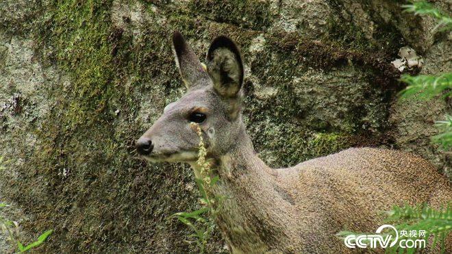 致富经:六畜兴旺贺新年-神奇动物招财忙