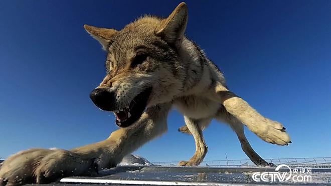 致富经:六畜兴旺贺新年-神奇动物招财忙