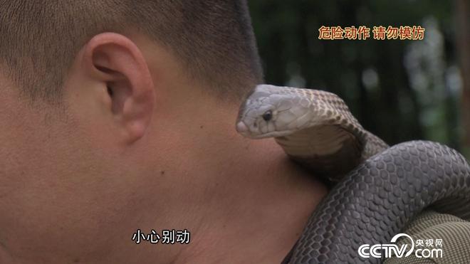 致富经:六畜兴旺贺新年-神奇动物招财忙