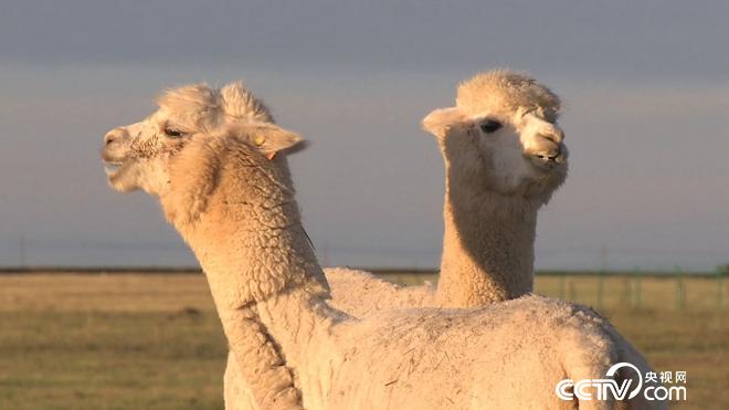 致富经:六畜兴旺贺新年-神奇动物招财忙