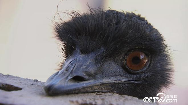 致富经:六畜兴旺贺新年-神奇动物招财忙