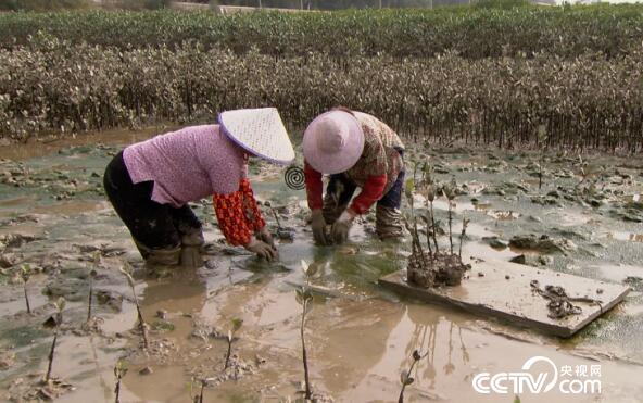 绿色时空:要想富 先栽树 3月11日