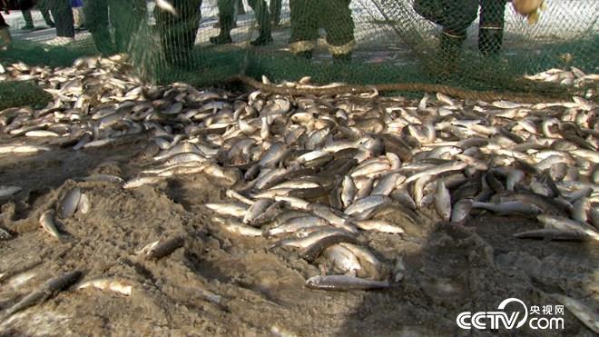 网下捕鱼 网上赚钱