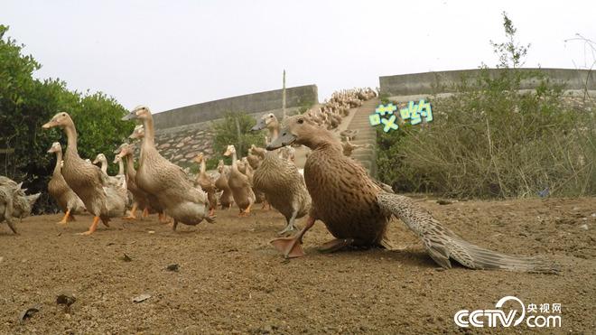 工薪小伙赶鸭下海 不到两年卖千万