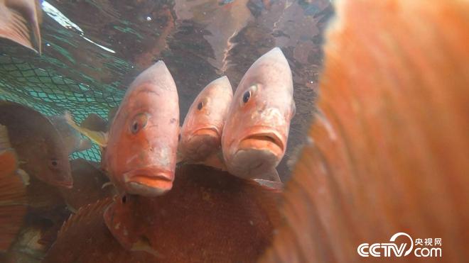 水下的稀奇财富 一个月要卖300万