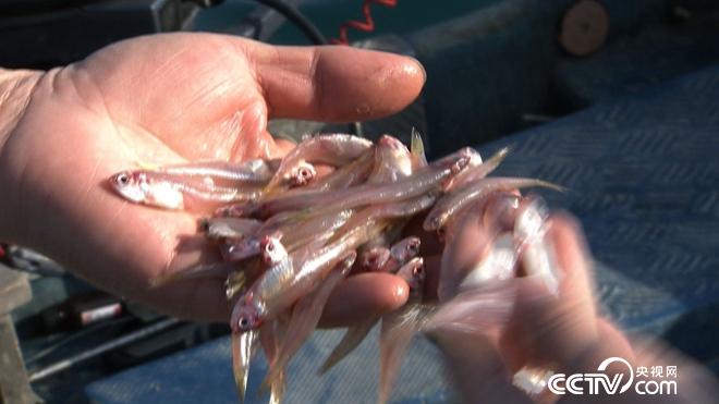 水下的稀奇财富 一个月要卖300万