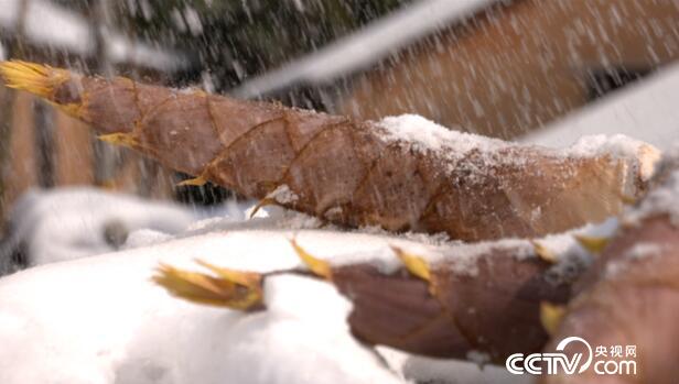 绿色时空:竹林深处有人家 4月1日