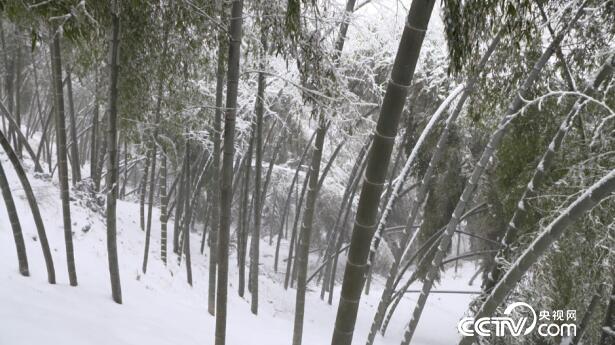 绿色时空:竹林深处有人家 4月1日