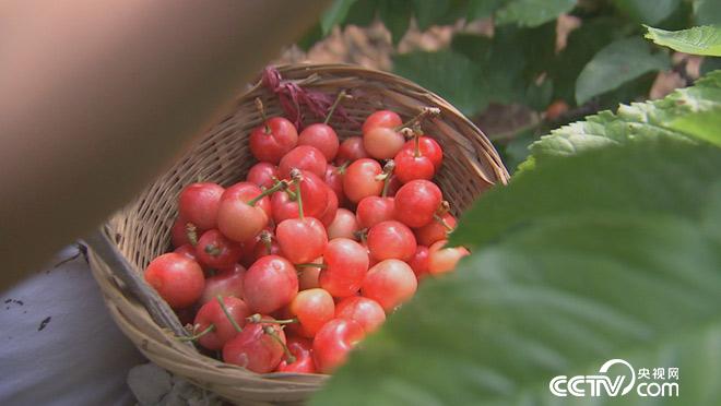 乡土:中国四时之韵 初夏 5月17日
