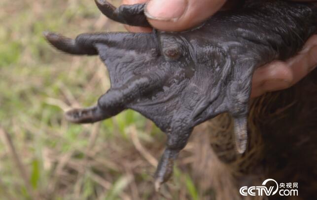 绿色时空:浑水里摸出意外财 7月8日