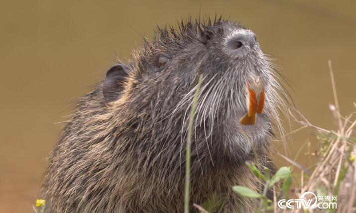 绿色时空:浑水里摸出意外财 7月8日