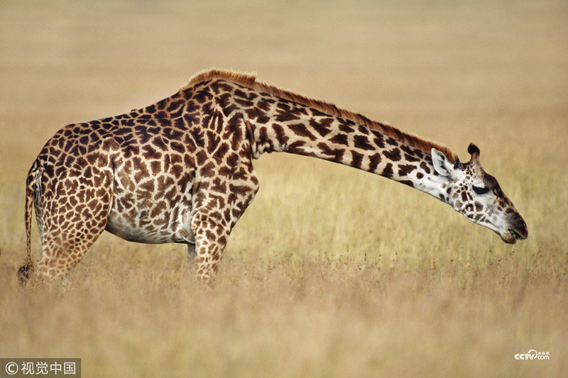 Giraffe grazing, Giraffa camelopardalis tippelskirchi, Masai Mara Reserve, Kenya