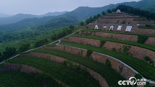 乡土:行走魅力茶乡 舒城兰花香 7月20日