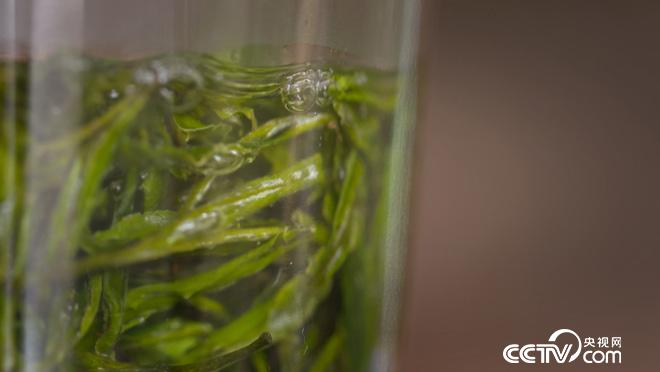 乡土:行走魅力茶乡 舒城兰花香 7月20日