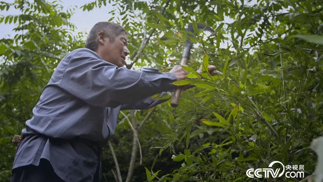 乡土:行走魅力茶乡 舒城兰花香 7月20日