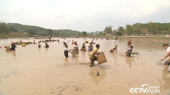 乡土:景谷采花泼水节 8月1日