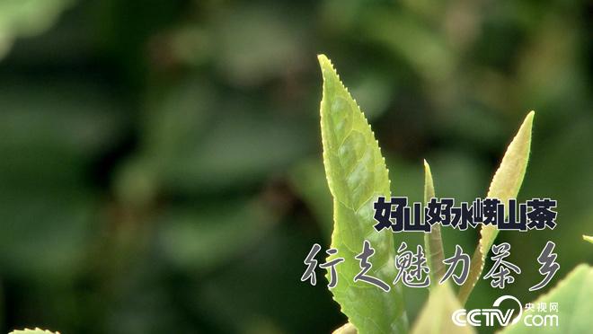 乡土:行走魅力茶乡 好山好水崂山茶 8月3日