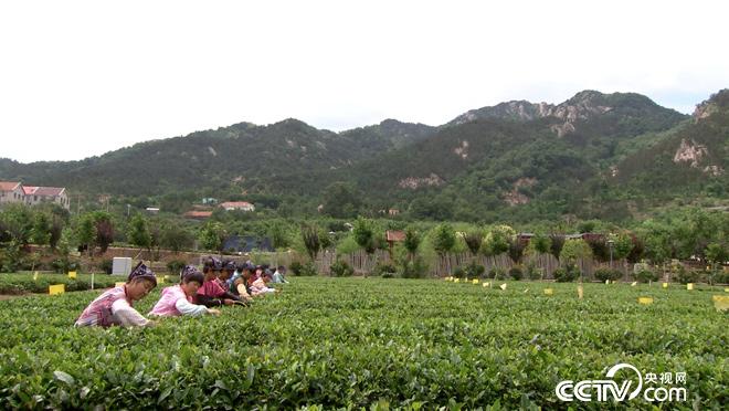乡土:行走魅力茶乡 好山好水崂山茶 8月3日
