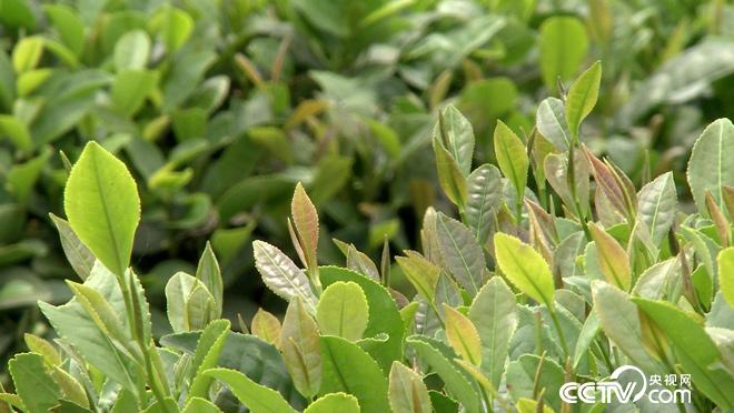乡土:行走魅力茶乡 好山好水崂山茶 8月3日