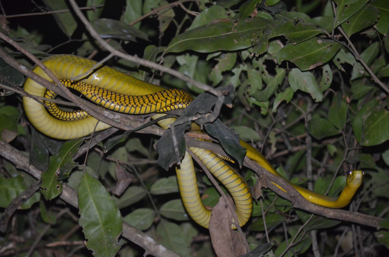 Dendroaspis Jamesoni (Jameson&rsquo;s mamba): This is a shy, slender and quick green snake with an average length of 1.5 meters. (Photo/Timothy Sibasi)