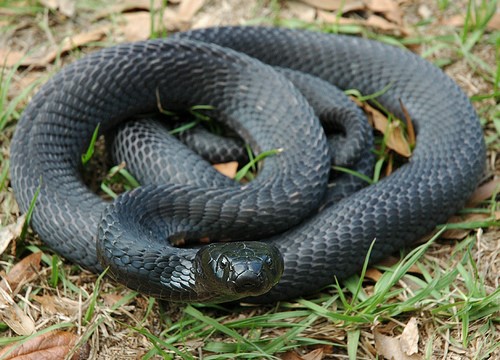 Naja Nigricollis (black-necked spitting cobra): This is a snake that is able to project poison at a possible threat. (Photo/Timothy Sibasi)