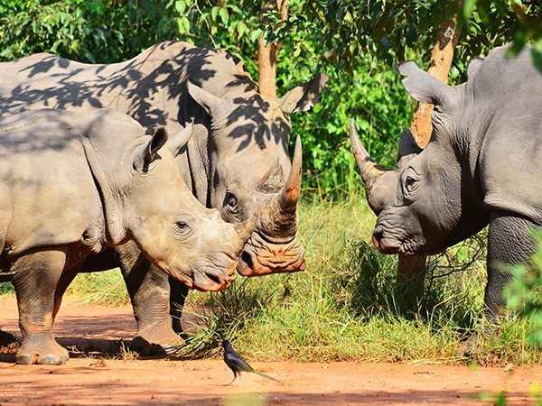 Female and Male Rhinos playing with baby calve. (Photo/Timothy Sibasi)