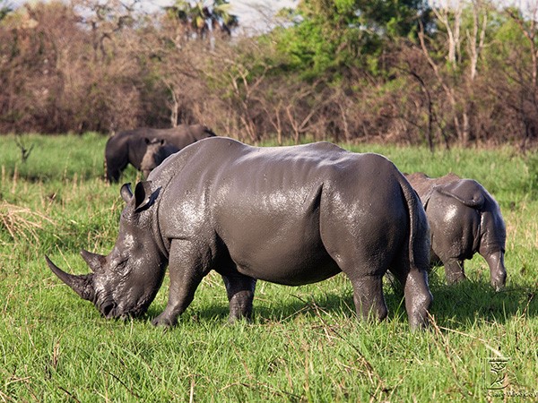 Flock of Rhinos grazing at Ziwa Sanctuary in Murchison Fall National Park. (Photo/Timothy Sibasi)