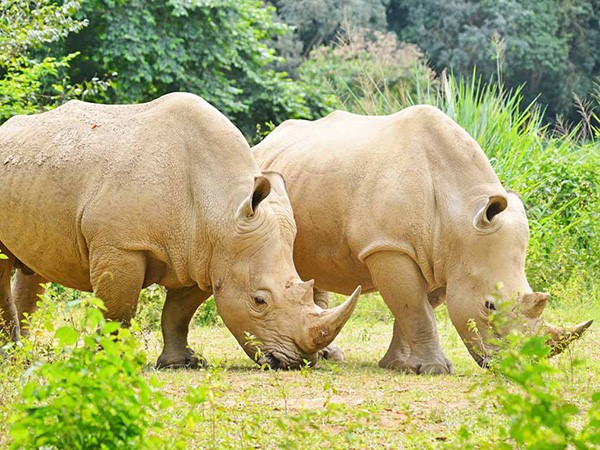 Close up shot of two White Rhinos moving in Ziwa Sanctuary. (Photo/Timothy Sibasi)