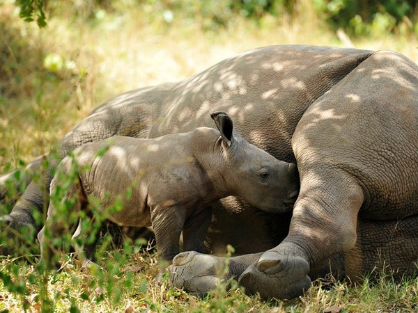 Female Rhino breastfeeding a young calve. (Photo/Timothy Sibasi)