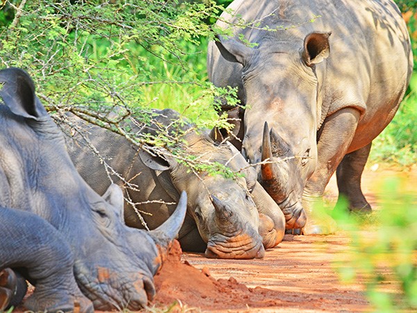 Rhinos lying on ground in Ziwa Sanctuary for an afternoon nap. (Photo/Timothy Sibasi)