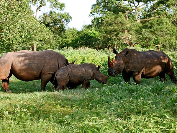 Playing around with their baby calve in Murchison Fall National Park. (Photo/Timothy Sibasi)