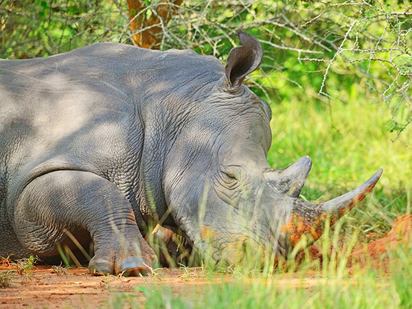 Close-up shot of black Rhino. (Photo/Timothy Sibasi)