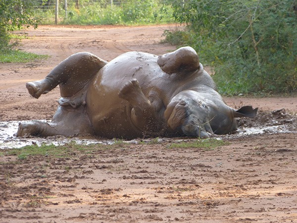 Black Rhino playing in the mud at Ziwa Sanctuary. (Photo/Timothy Sibasi)
